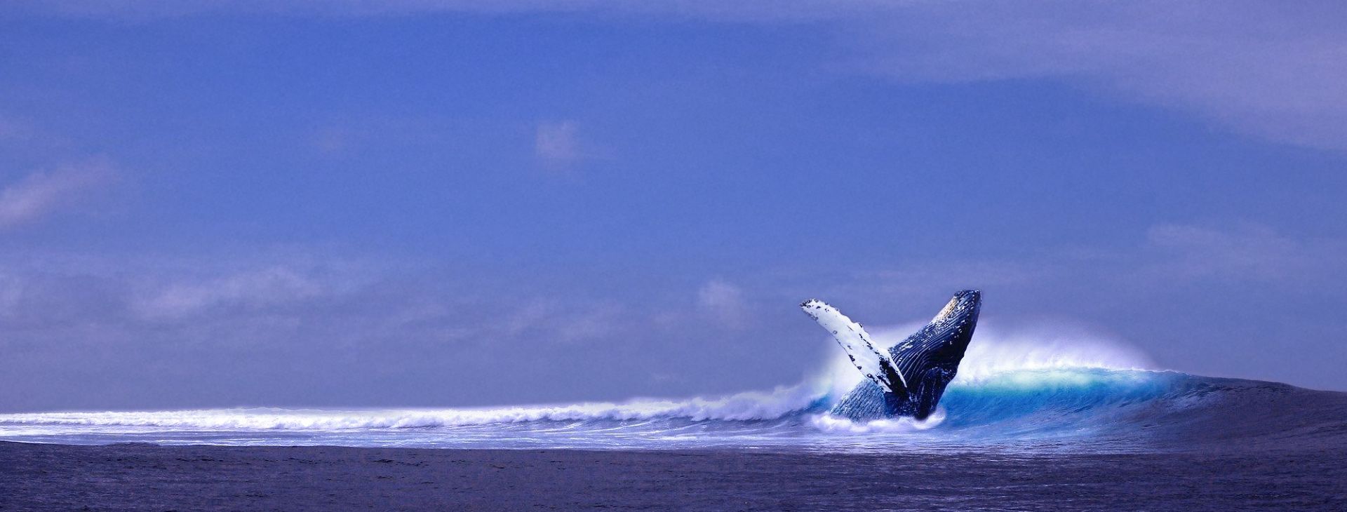 baleine dans l'océan